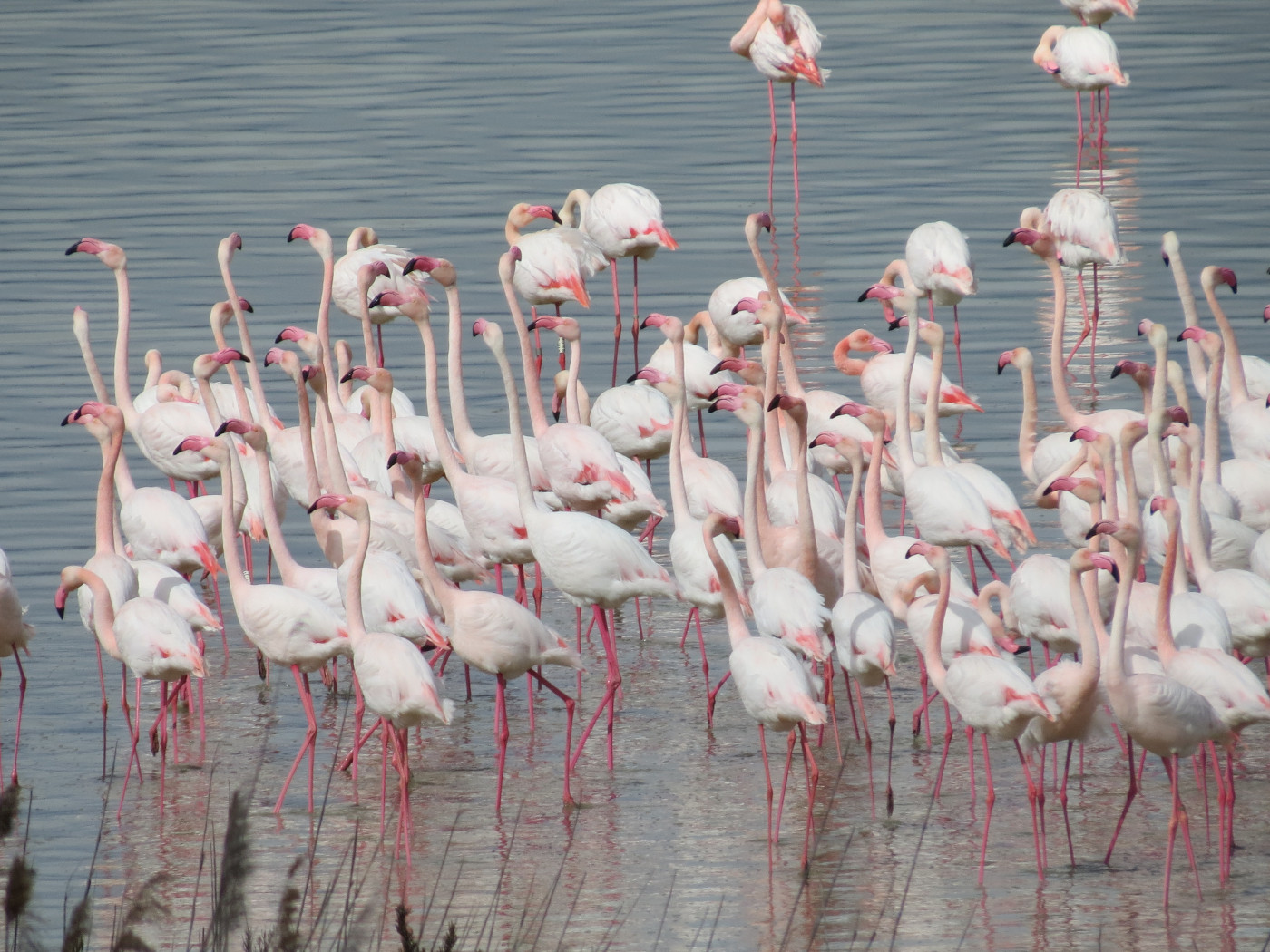 Group of flamingos at the lake